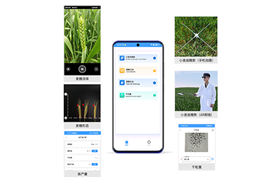 大埔区小麦亩穗数分析仪IN-XM02